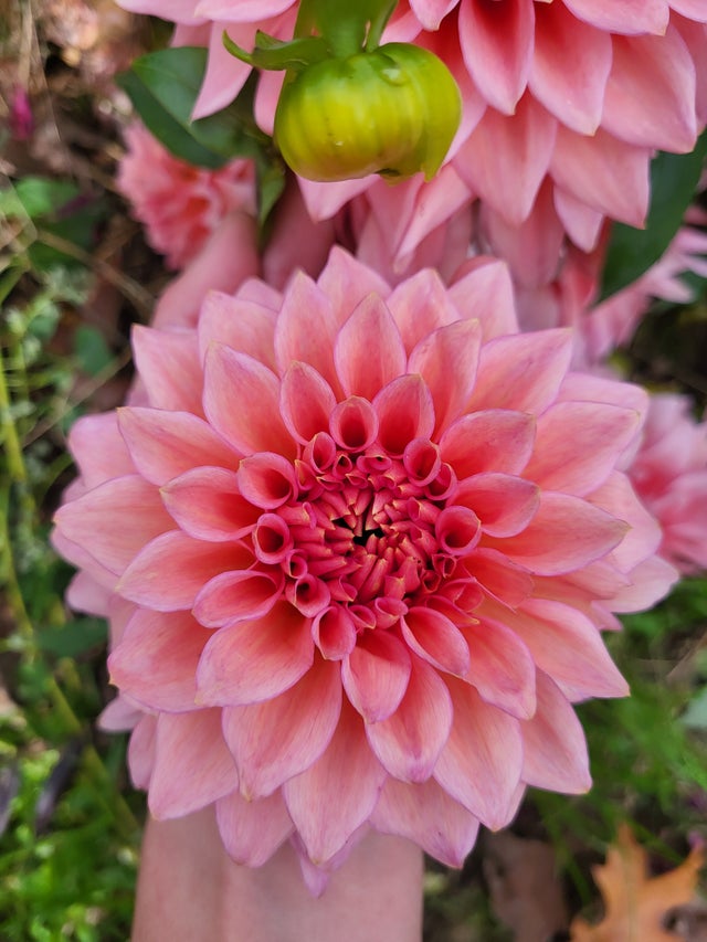 Dahlia Tubers | Fiorella Farms