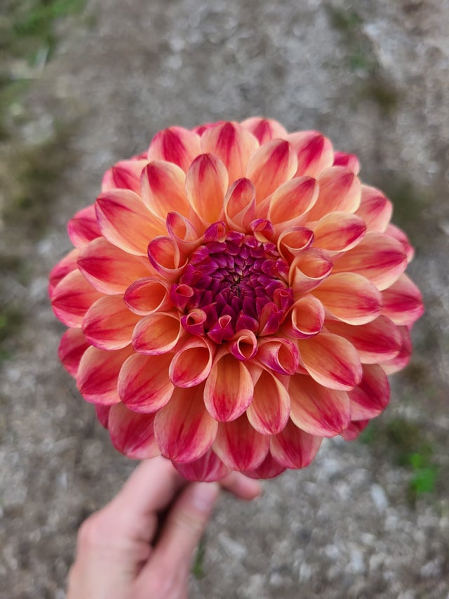 Dahlia Tubers | Fiorella Farms