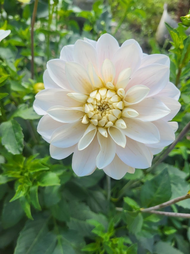 Dahlia Tubers | Fiorella Farms