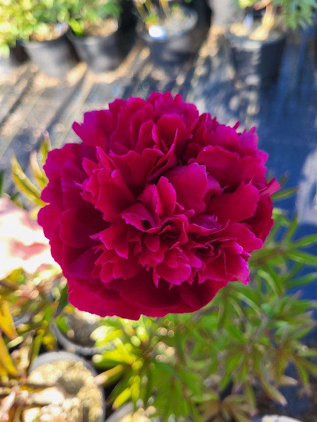 Peonies | Fiorella Farms