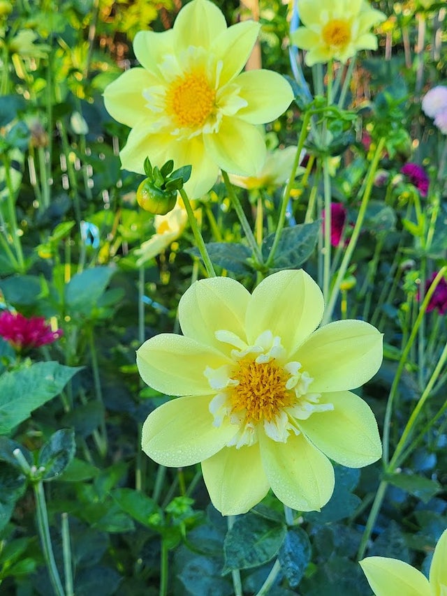 Dahlia Tubers | Fiorella Farms